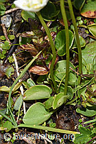 Sumpf-Herzblatt (Parnassia palustris) (F224871)