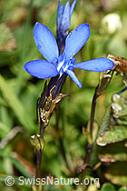 Bayrischer Enzian (Gentiana bavarica) (21.07.2022, F224876)