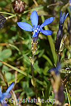 Gentiana bavarica (F224879)