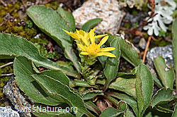 Echte Goldrute (Solidago virgaurea ssp. virgaurea) (F224880) Echte Goldrute (Solidago virgaurea ssp. virgaurea) (F224880)