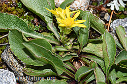 Echte Goldrute (Solidago virgaurea ssp. virgaurea) (F224881) Echte Goldrute (Solidago virgaurea ssp. virgaurea) (F224881)
