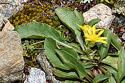 Echte Goldrute (Solidago virgaurea ssp. virgaurea) (21.07.2022, F224882)