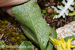 Echte Goldrute (Solidago virgaurea ssp. virgaurea) (F224883) Echte Goldrute (Solidago virgaurea ssp. virgaurea) (F224883)