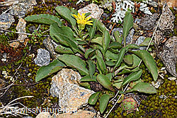 Echte Goldrute (Solidago virgaurea ssp. virgaurea) (21.07.2022, F224884)