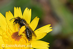 Grosse Zottelbiene (Panurgus banksianus) (F224889)