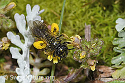 Grosse Zottelbiene (Panurgus banksianus) auf Zwerg-Augentrost (Euphrasia minima) (21.07.2022, F224894)