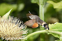Taubenschwänzchen (Macroglossum stellatarum) vor Kohldistel (Cirsium oleraceum) schwebend (30.07.2022, F226561)