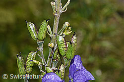 Aconitum napellus ssp. vulgare (F230107)