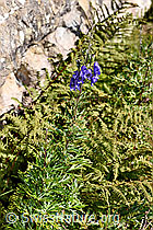 Aconitum napellus ssp. vulgare (F230116)