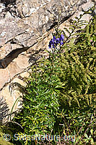 Aconitum napellus ssp. vulgare (F230117)