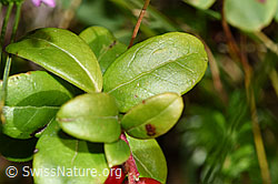 Vaccinium vitis-idaea (F230123)