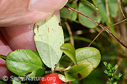 Vaccinium vitis-idaea (F230124)