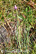 Allium schoenoprasum (29.08.2022, F230130)
