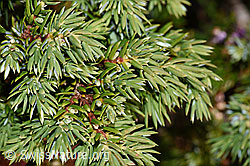 Juniperus communis var. saxatilis (F230144) Juniperus communis var. saxatilis (F230144)