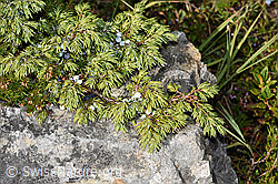 Juniperus communis var. saxatilis (F230148) Juniperus communis var. saxatilis (F230148)