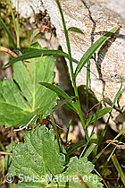 Scheuchzers Glockenblume (Campanula scheuchzeri) (F230170)