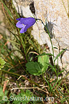 Scheuchzers Glockenblume (Campanula scheuchzeri) (F230172)