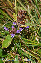 Prunella vulgaris (29.08.2022, F230178)