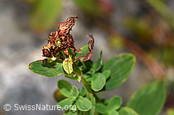 Hypericum maculatum (29.08.2022, F230181)