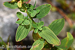 Hypericum maculatum (F230183)