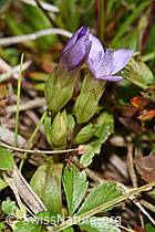 Feld-Enzian (Gentiana campestris) (F230257)