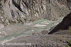 F231182: Gletschervorfeld des Fieschergletschers