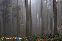 F233984: Nebelstimmung im herbstlichen Mischwald