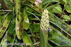 Männliches Knabenkraut (Orchis mascula) (F238192)