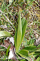 Männliches Knabenkraut (Orchis mascula) (F238197)