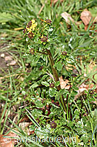 Gemeine Winterkresse (Barbarea vulgaris) (F238198) Gemeine Winterkresse (Barbarea vulgaris) (F238198)