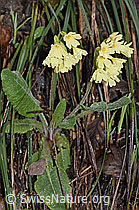 Wald-Schlüsselblume (Primula elatior) (21.04.2023, F238215)