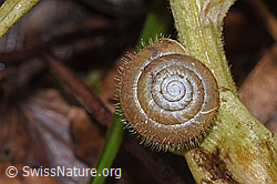 Zottige Haarschnecke (Trochulus villosus) (21.04.2023, F238216)