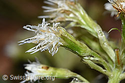 Weisse Pestwurz (Petasites albus) (F238222)