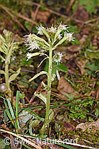 Weisse Pestwurz (Petasites albus) (F238226)