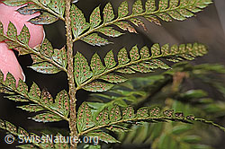 Gelappter Schildfarn (Polystichum aculeatum) (F238242) Gelappter Schildfarn (Polystichum aculeatum) (F238242)