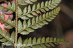 Gelappter Schildfarn (Polystichum aculeatum) (F238243) Gelappter Schildfarn (Polystichum aculeatum) (F238243)