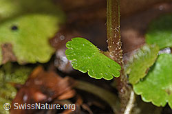 Foto: Wechselblättriges Milzkraut (Chrysosplenium alternifolium)