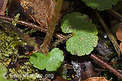 Foto: Wechselblättriges Milzkraut (Chrysosplenium alternifolium)