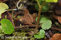 Foto: Wechselblättriges Milzkraut (Chrysosplenium alternifolium)