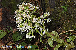Weisse Pestwurz (Petasites albus) (F238287)