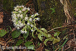 Weisse Pestwurz (Petasites albus) (F238288)