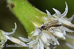 Weisse Pestwurz (Petasites albus)
