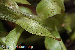 Weisse Pestwurz (Petasites albus) (F238298)