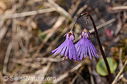 Grosses Alpenglöckchen (Soldanella alpina) (F241663) Grosses Alpenglöckchen (Soldanella alpina) (F241663)