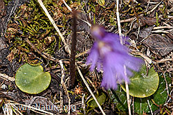 Grosses Alpenglöckchen (Soldanella alpina) (F241664) Grosses Alpenglöckchen (Soldanella alpina) (F241664)