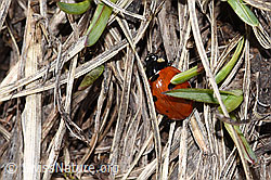 Siebenpunkt-Marienkäfer (Coccinella septempunctata) (F241670)
