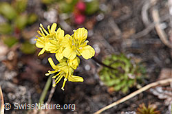 Hoppes Felsenblümchen (Draba hoppeana) (F241674) Hoppes Felsenblümchen (Draba hoppeana) (F241674)