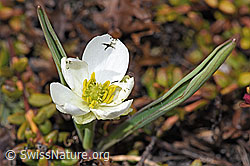 Ranunculus kuepferi (F241678)