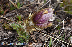 Frühlings-Anemonen (Pulsatilla vernalis) (F241683)