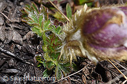 Frühlings-Anemonen (Pulsatilla vernalis) (F241684)